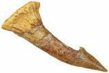 Fossil Sawfish (Onchopristis) Rostral Barb - Morocco #322866-1